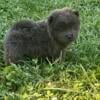 CKC registered Chow puppies