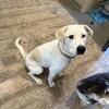 Free Great Pyrenees mix  7 month old 