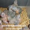 Baby Greencheek mutations available at wholesale prices