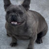 YEAR OLD FEMALE FRENCH BULLDOG