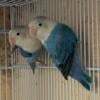 Lovebird breeding pairs