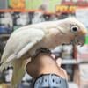 Goffin's Cockatoo Available