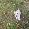 West Highland White Terrier