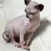 Female Sphynx kitten ready to go