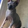 Intact male Sphynx