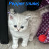 Poppys Litter - 4 Scottish Straight Kittens Left (3 females and 1 male Born 7/21/24.