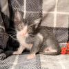 Lykoi (werewolf cat) female