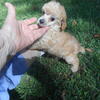 Bertha small mini poodle female