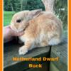 Netherland Dwarf Rabbits