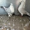 Fancy pigeons