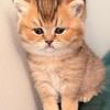 Beautiful Scottish Straight & British Shorthair Mix Kitten