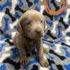 Silver lab and pit mix puppies!