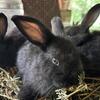 Silver Fox Rabbits Available