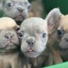 Testable Fluffy Frenchie pups 