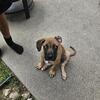 Mastiff Mix