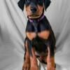 AKC Euro/American Female Doberman Puppy