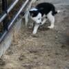 Male blue heeler puppy