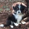 Puppy ! Pomapoo x Mini Aussie Baby Girl "Lil Bit". Smithfield VA 23430