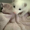 Arctic fox kits(pups)