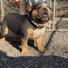 Olde English Bulldogge Stud Black Tri Triple Carrier 