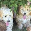 For sale female mini Goldendoodles