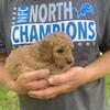 Doodle Puppies F1B Moyen Sized 
