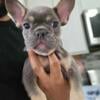 FRENCH BULLDOG FEMALE 20 weeks