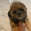 Shih Tzu puppies for sale