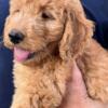 First Generation Golden-Doodles