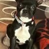 Frenchton female needs a home 4.5 months old