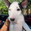 Ack bull Terrier 