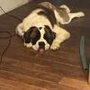 Stud ONLY European AKC Saint Bernard