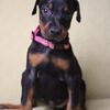 Akc doberman puppies 