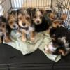 Yorkshire Terrier puppies (price reduced)