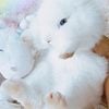 Beautiful Dwarf Lionhead Baby Bunny Rabbits Rabbit