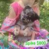 Adorable pomchi puppies
