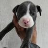 Blue female