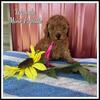 Wanda Female Mini Poodle