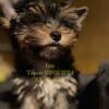 Yorkshire Terrier Female ( Izzy 13 wks, can meet halfway within reason for loving home)