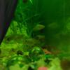 Freshwater snails(ramshorns & nitrate guppies(adults/fry-babies live aquaruim plants~ Guppy Grass