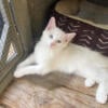 RAGDOLL KITTENS FOR SALE