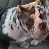 Tri Merle American Bully