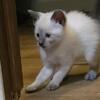 Gorgeous Blue point male kitten