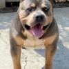 Gorgeous ! American Bully XL | Open For Stud (ABKC Registered)