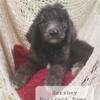 Standard F1B Bernedoodle Puppies