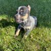 Female Blue Heeler pup 