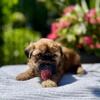 Shorkie puppies