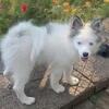 Pomsky