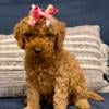 Mini Goldendoodle