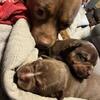 American Bully’s born 9/15/25